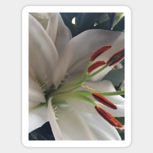 Soothing, Relaxing, Pure White Oriental Lily - For Friendship and Weddings Sticker